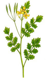 tetterwort ، nipplewort ، swallowwort